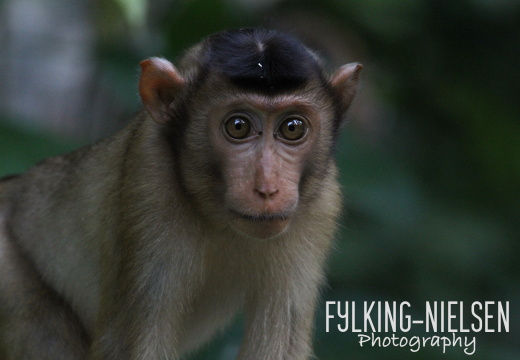 Borneo