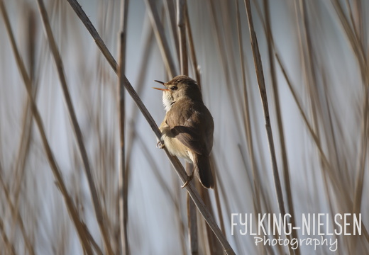 Danish Wildlife